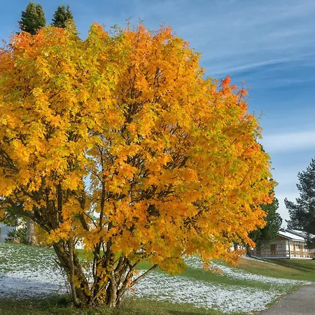 Mestarin Kievari Kemijärvi