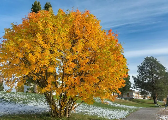 Mestarin Kievari Kemijärvi